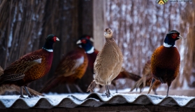 Jasyl beldeýde qyrǵaýyl sany qalaı kóbeıýde?