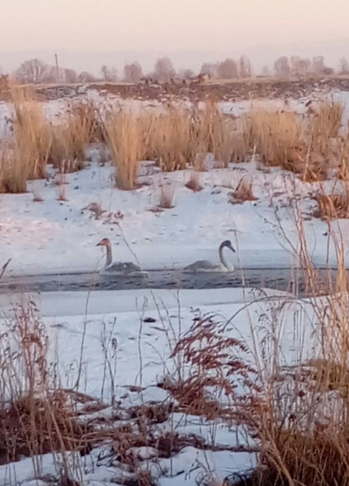 Aqsýatqa aqqý qaıdan keldi?
