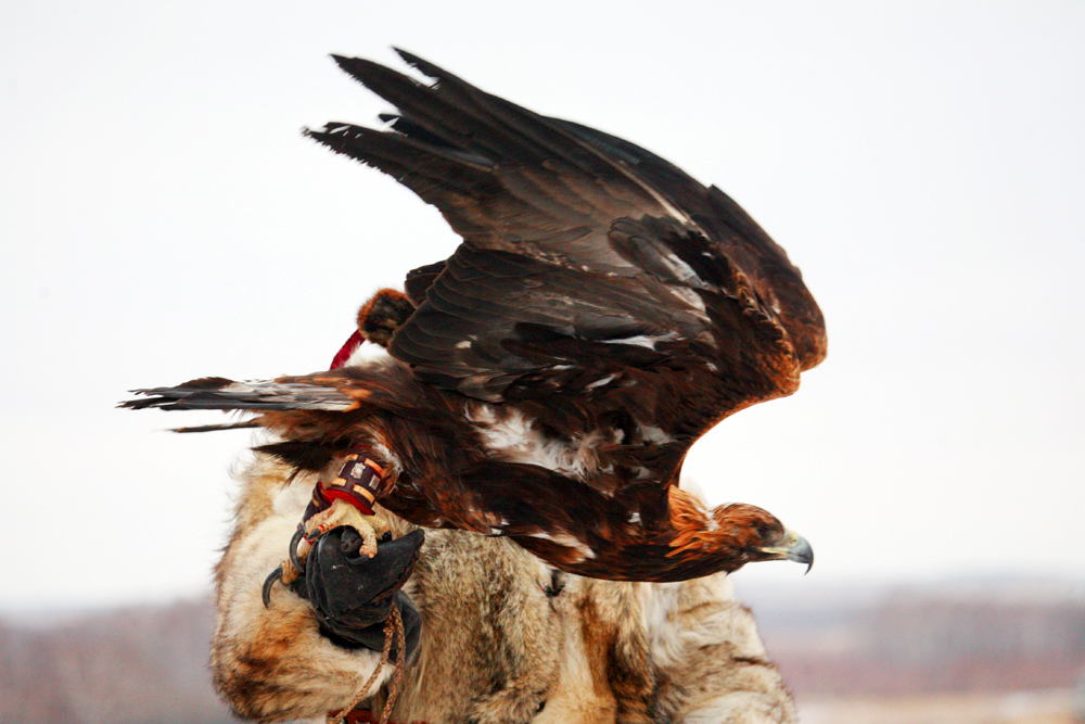 Almatyda búrkitshilerdiń kezekti festıvali ótedi