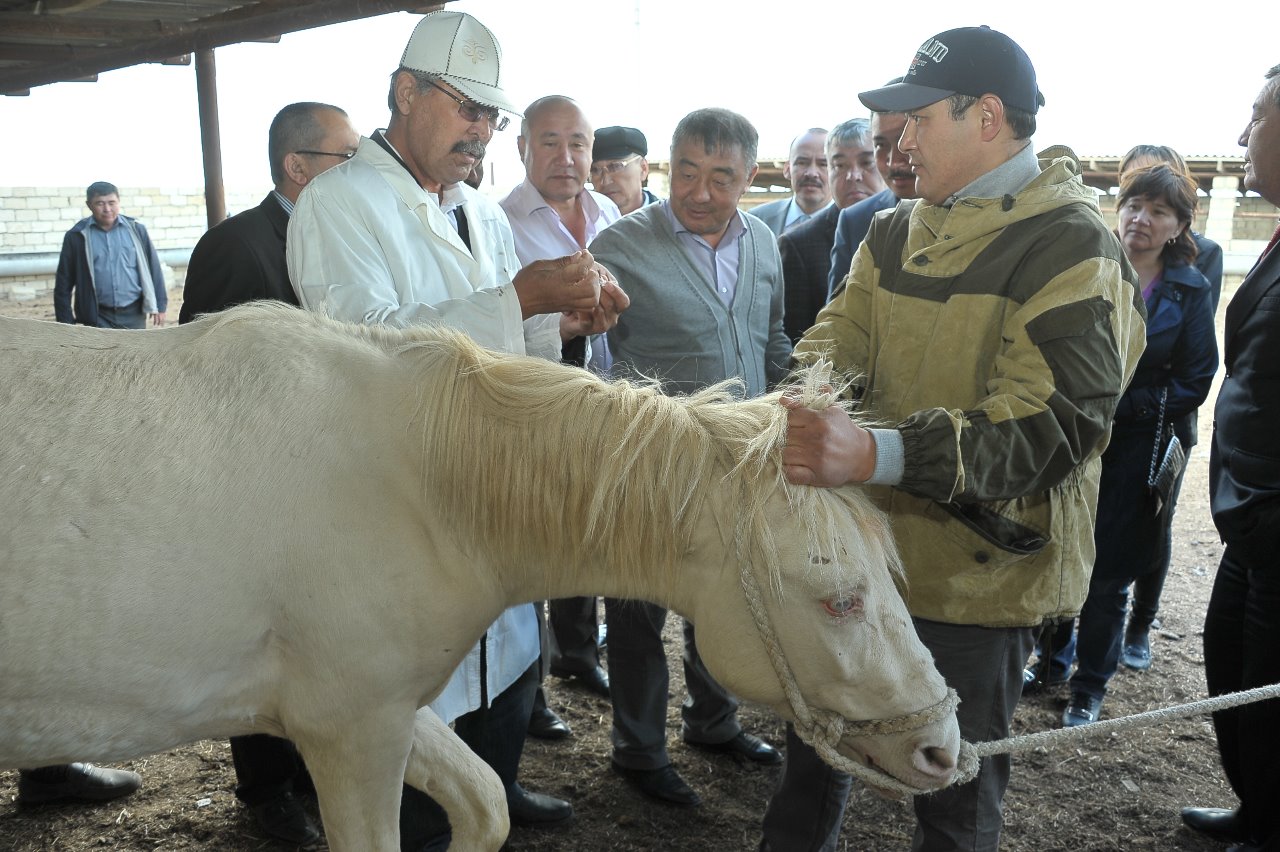 Atyraýda janýarlar aýrýlarynyń aldyn alý úshin eki mln-ǵa jýyq vaksına satyp alynady