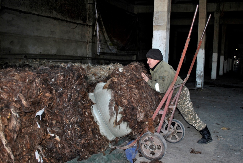 Qoı júnin Qytaıǵa eksporttaıdy