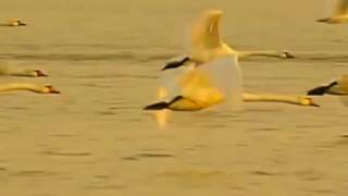 Qysymet. Perýaıym. Ýa, dárıǵa...
