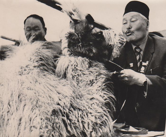 Sábeńe syılaǵan aq bota
