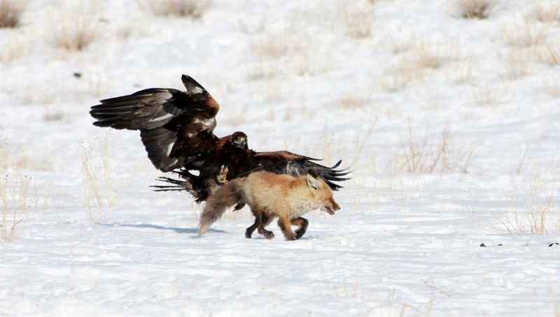 Qazaqstandaǵy ulttyq ańshylyqtyń jaı-kúıi qandaı? 