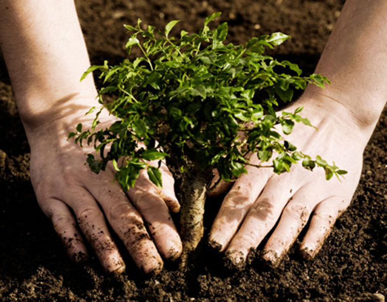 Elordada jańa týǵan ár nárestege bir túp aǵashtan otyrǵyzylatyn bolady