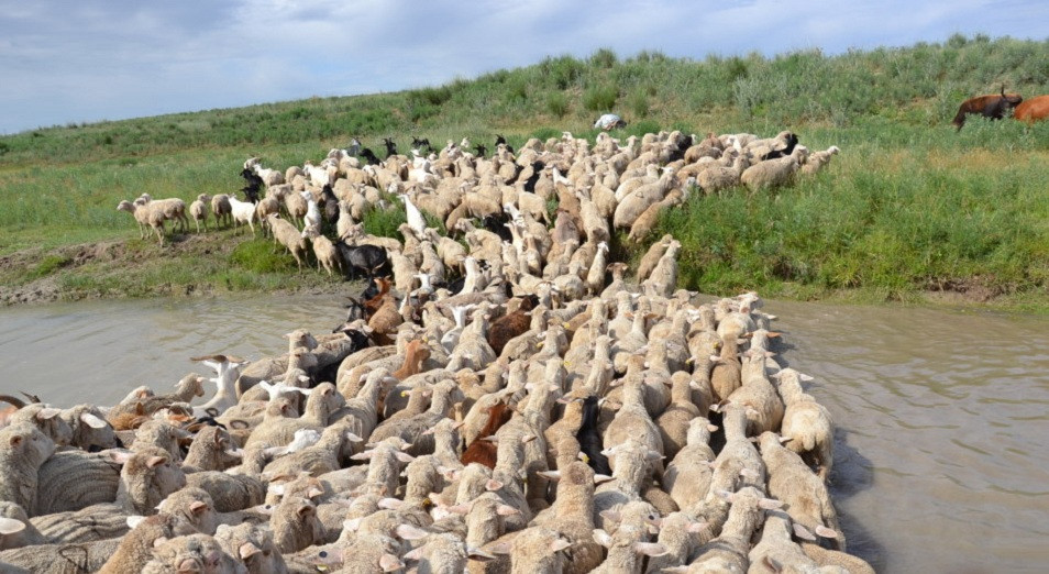 Jetisýda mal basy kóbeıip, ónim artyp keledi