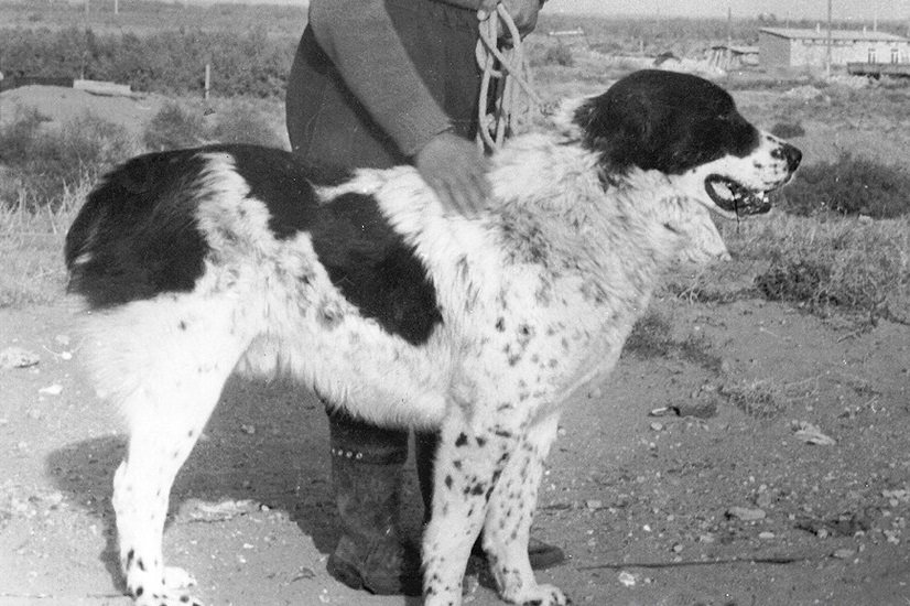 Jaqsy ıt... (Áńgime)