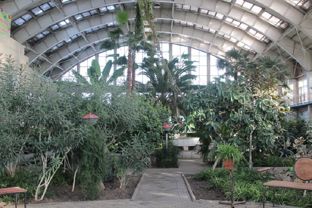 Temirtaýdaǵy «Qysqy baqta» shefflera gúldedi