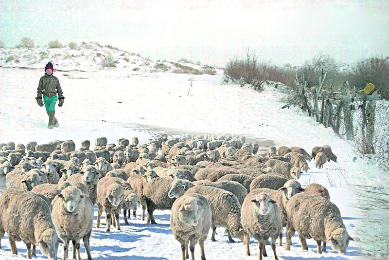 Prokýror mal baǵyp júr nemese esim qoıýda eskerer dúnıe kóp