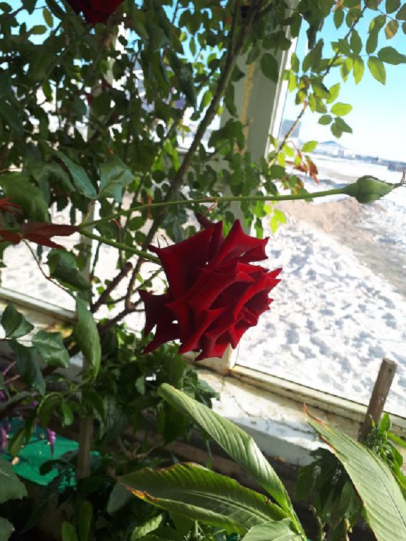 Saı-О́tes aýylyndaǵy jylyjaıda tropıkalyq jemistiń 74 túri ósedi