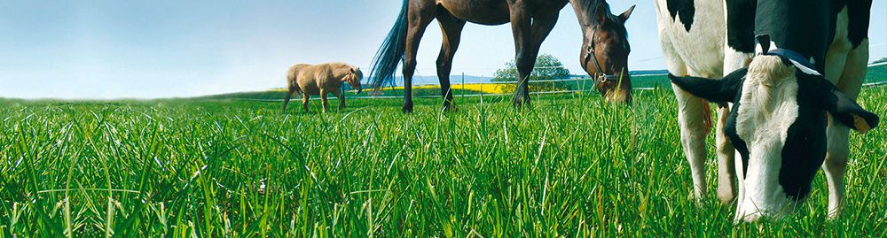 Agroónerkásiptik keshen:  Daǵdyly qalyptan ınnovasııalyq qalypqa ótý

