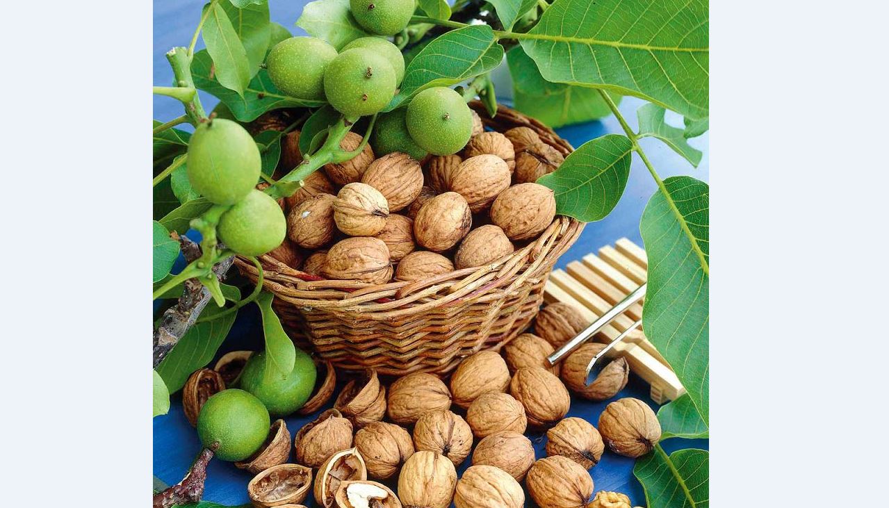 Jańǵaqtektes jemisterdi ósirýge nazar aýdarý qajet
