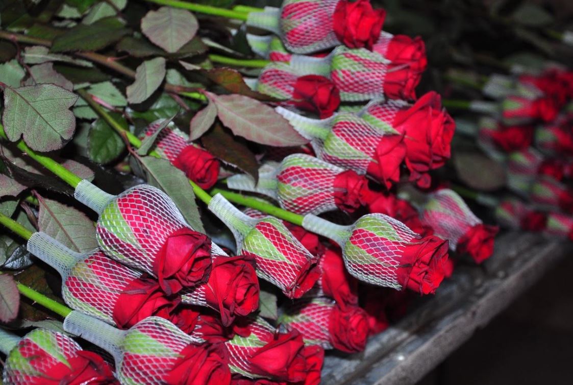 Ońtústiktik baǵban áıelder merekesinde 50 myń raýshan gúlin satylymǵa shyǵarmaq