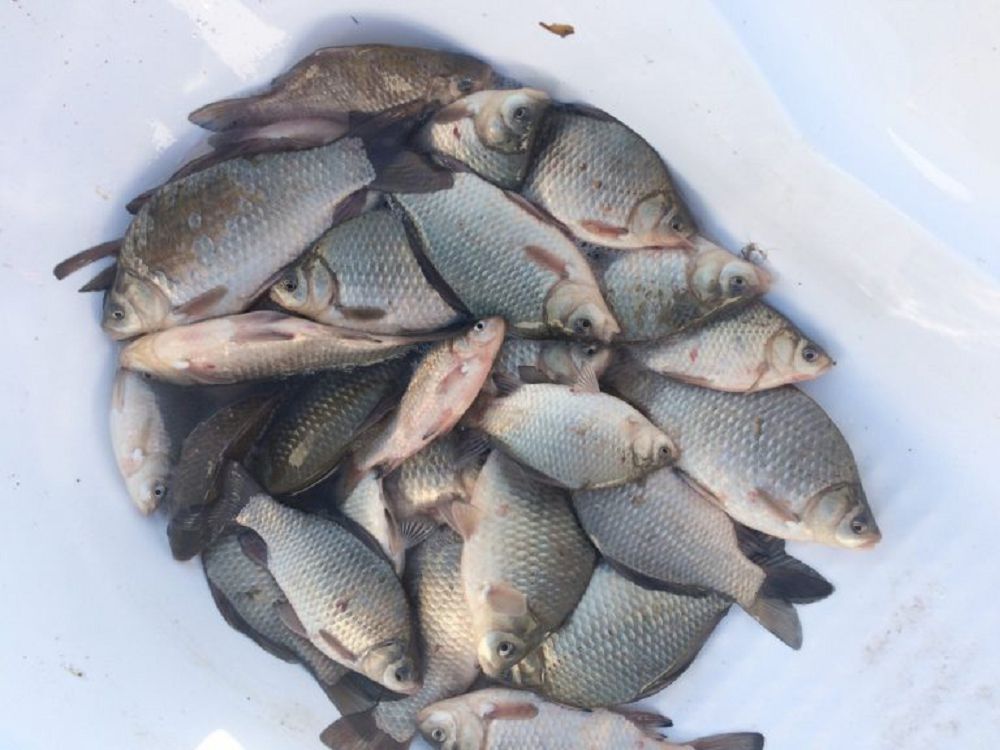 
Baǵalaı bilgenge balyq ta baılyq

