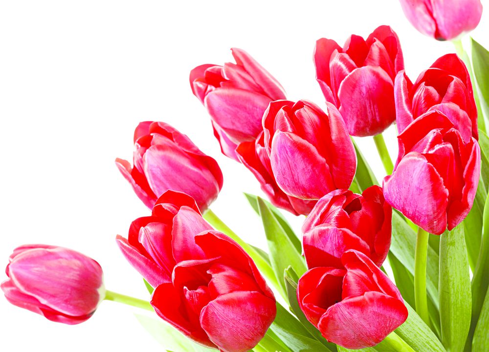 «Analarǵa taǵzym» – aıryqsha joba