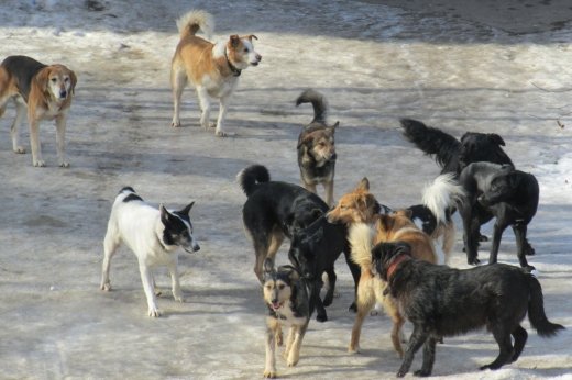 Aqtaýda qańǵybas ıtterdiń shabýyly toqtar emes