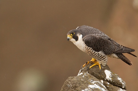 Astana áýejaıynan suńqar tuqymdasyna jatatyn qustar tabyldy