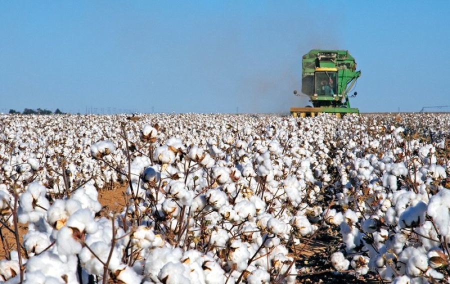 Sáken Qanybekov: Maqta sharýashylyǵy aıryqsha nazardy qajet etedi
