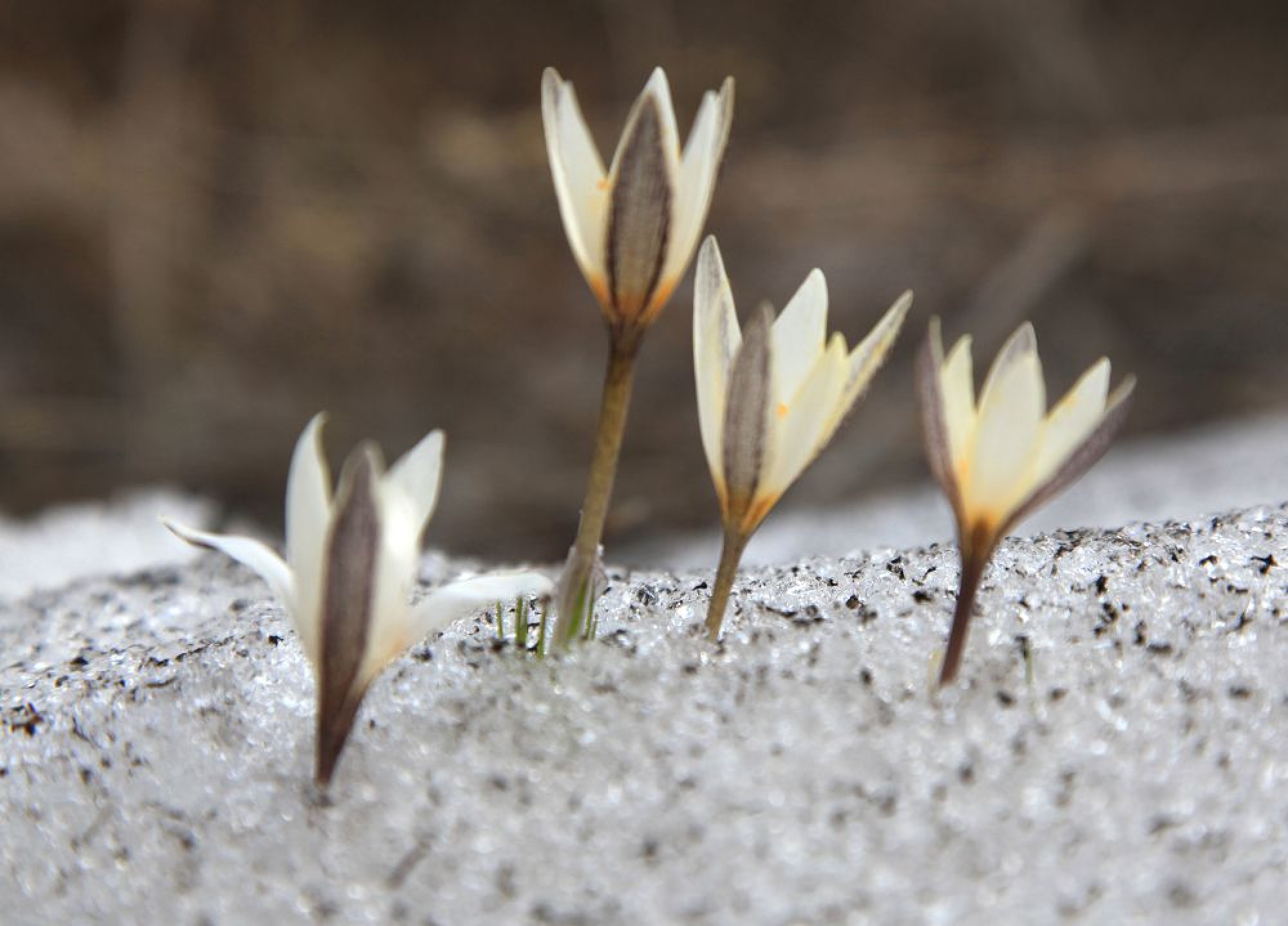 22 naýryzǵa arnalǵan aýa raıy boljamy
