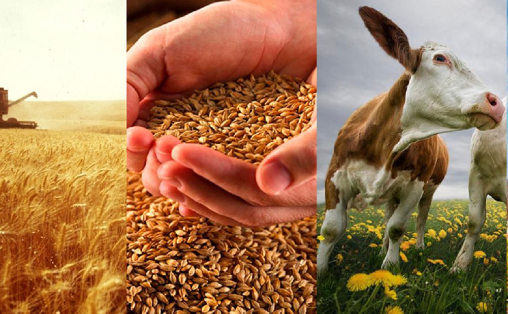 О́nimdi tereń óńdemeı, básekede básimiz bıiktemeıdi