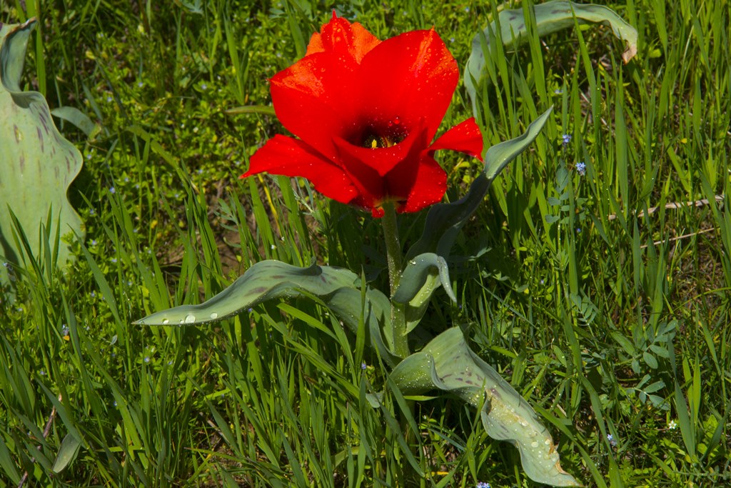 Ońtústik qyzǵaldaq festıvaline shaqyrady