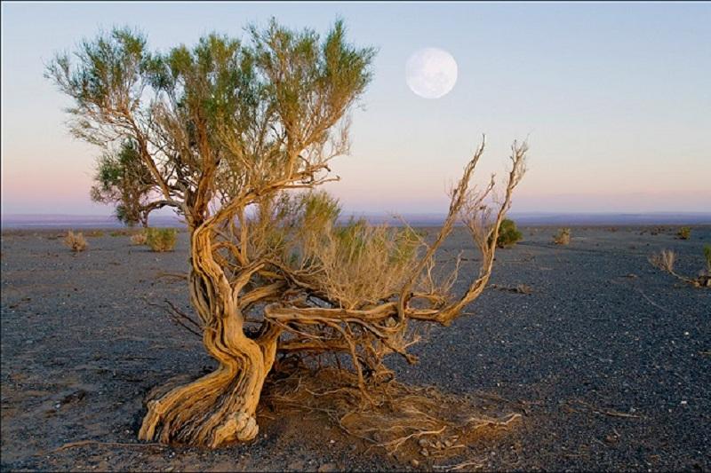 Aralǵa 10 myń gektar sekseýil otyrǵyzylady