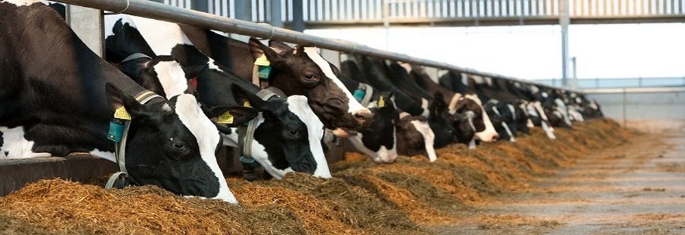 «Sút kóp, kómir az...»
