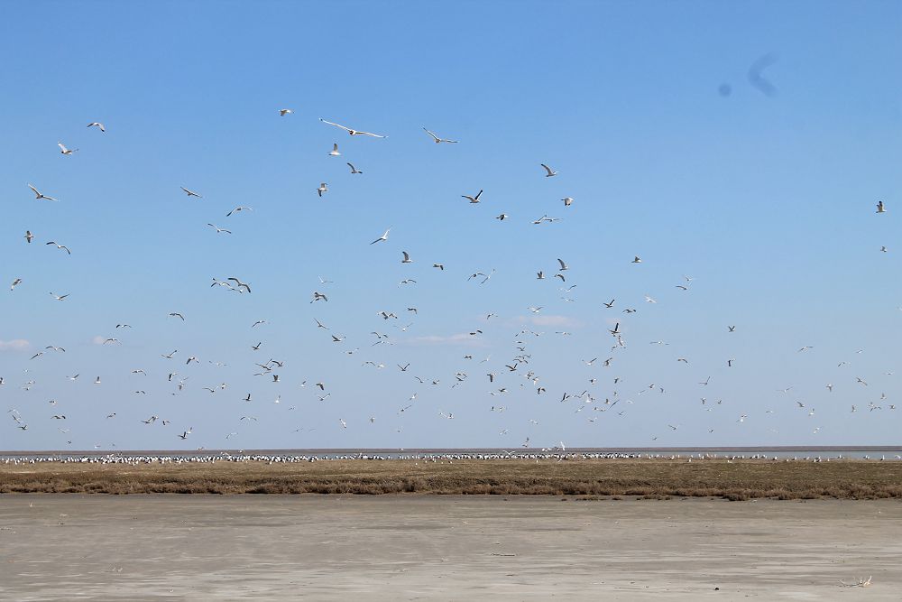 Tereńkóldegi Shaǵala aralyn bilesiz be?
