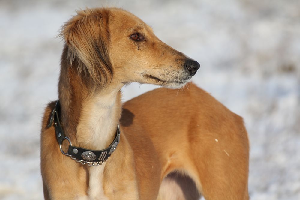 Otandyq ıt­begilerdiń óz ishinde alaýyzdyq kóp