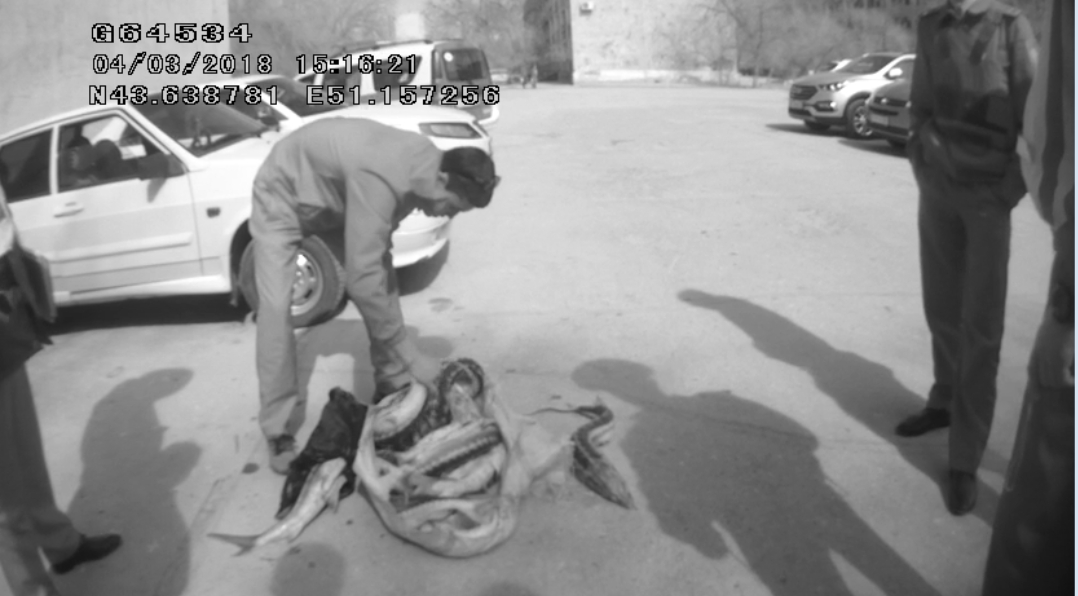 «Bekire-2018» is-sharasy: Mańǵystaýda zańsyz balyq aýlaǵandar ustaldy