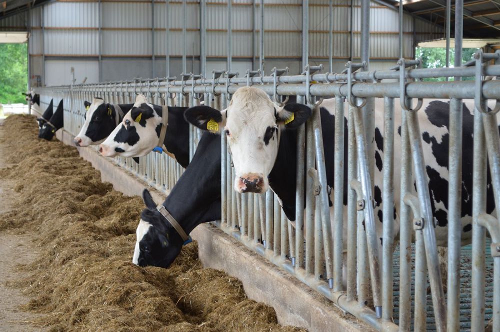 Aýyldy kooperatıvtendirýde asyǵystyqqa jol berilmese ıgi