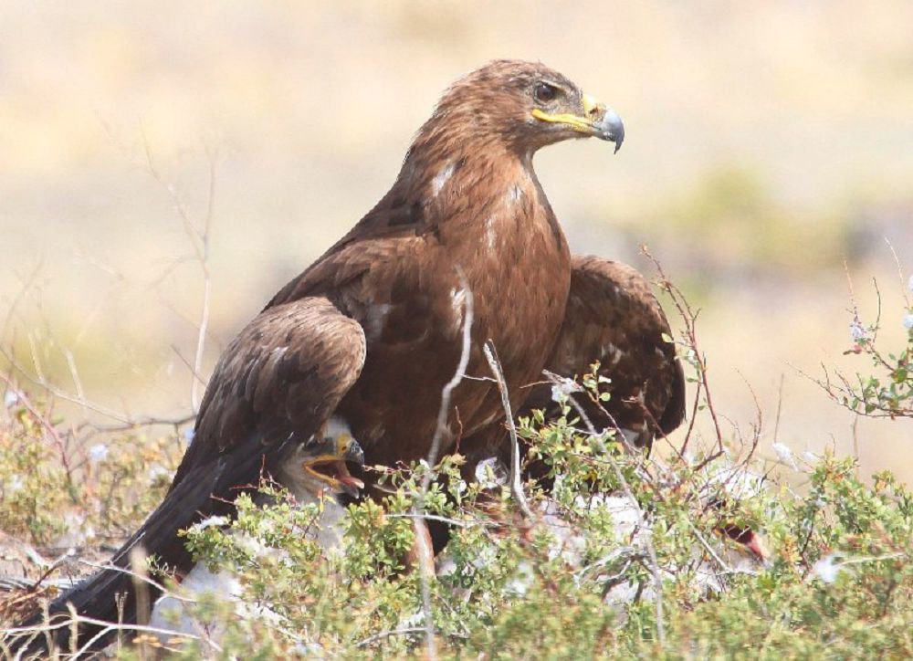 Shól búrkiti qaıda eken?