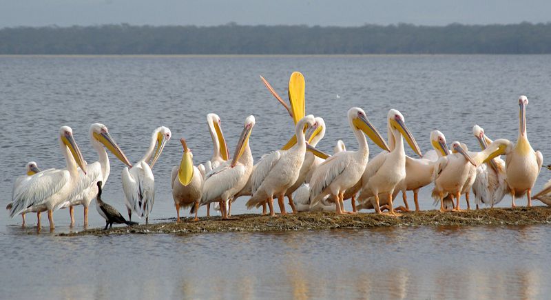 Birqazandar nege erte keldi?