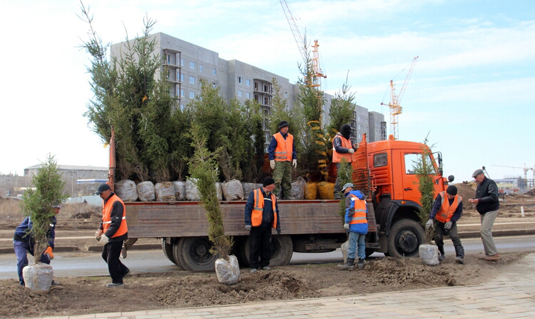 Oralda jalpyhalyqtyq senbilik bastaldy
