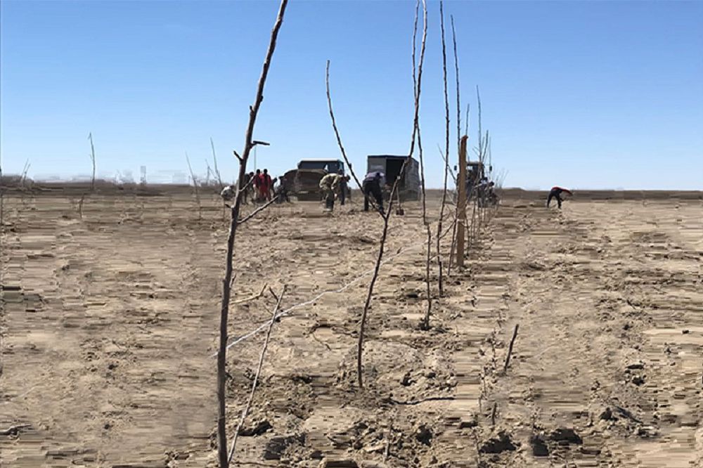 Kásipker aýylyna 13 myń túp alma aǵashyn syılady