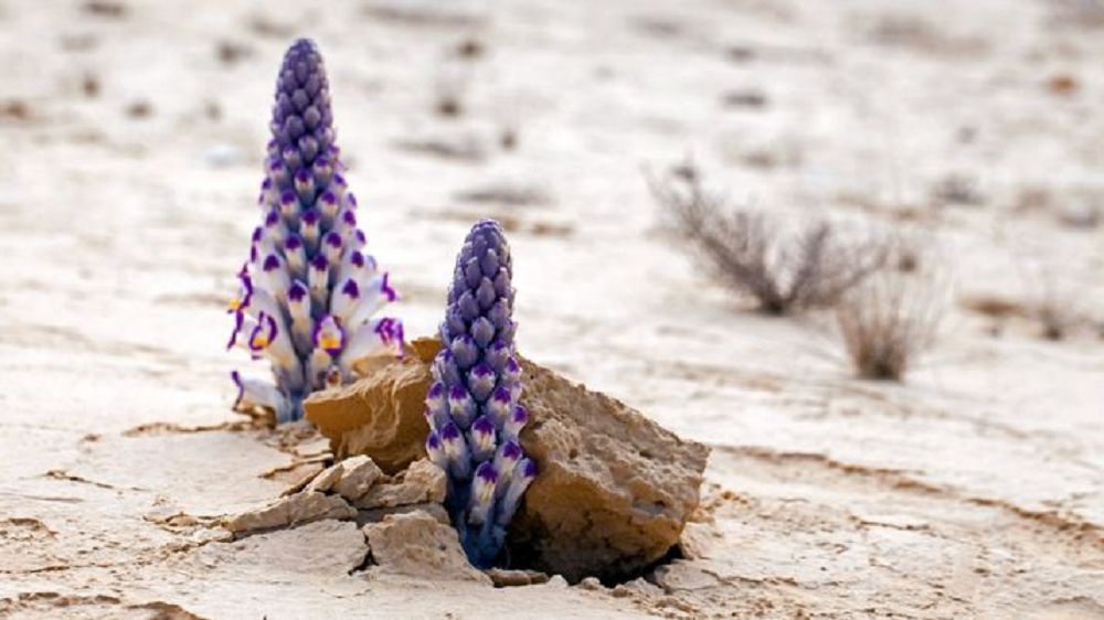 Qumdaǵy «jenshen»