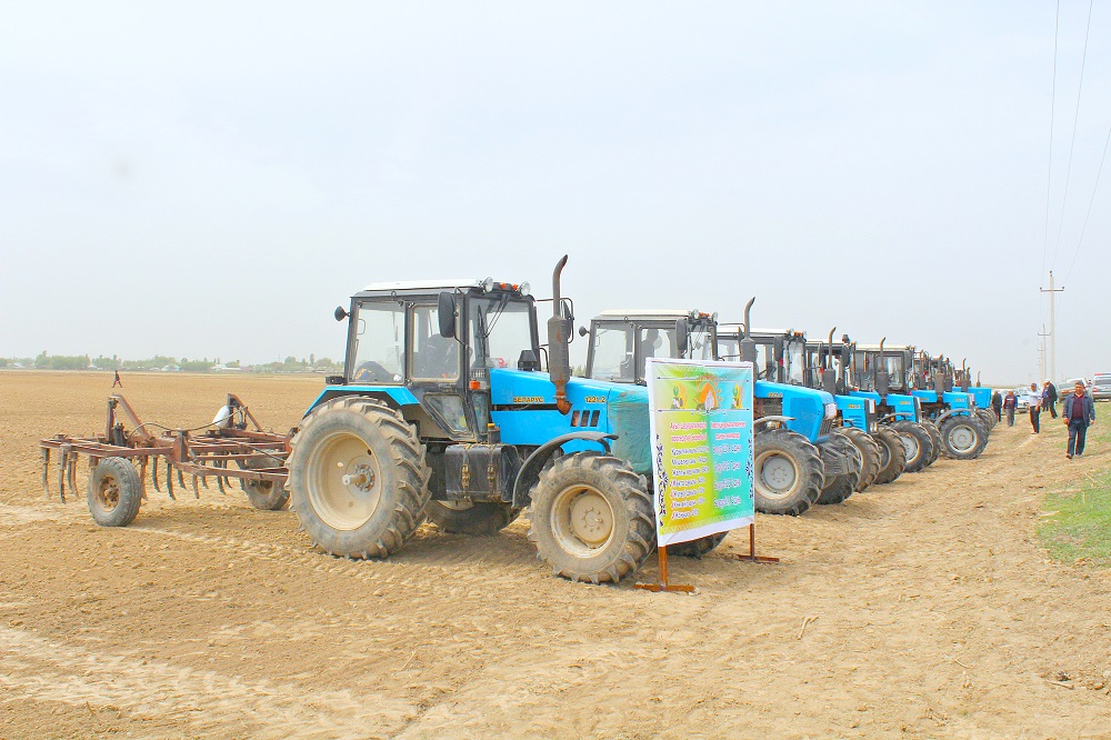 Maqtaralda 95 myń gektarǵa jýyq jerge «aq altyn» dáni sebiledi