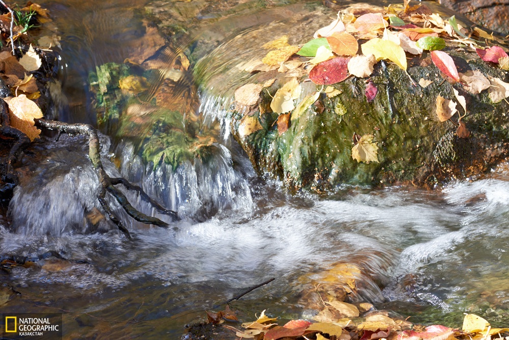Balshyǵy, sýy em «Qarabolat áýlıe»
