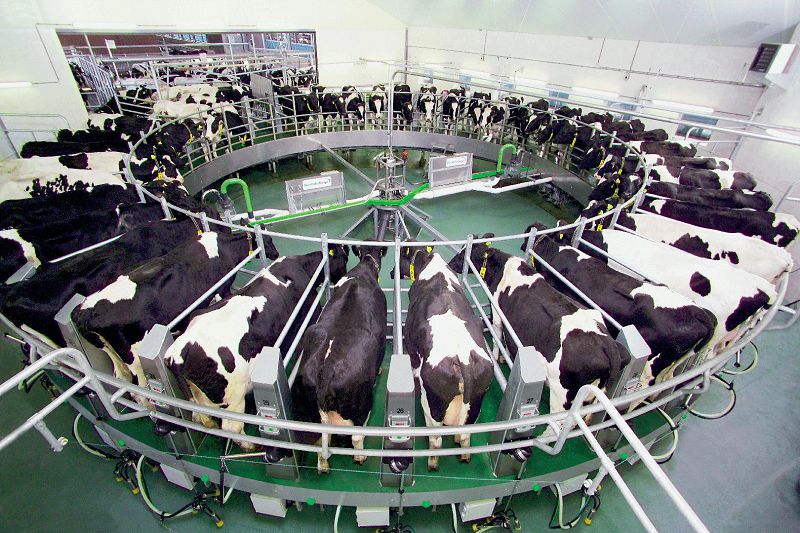 Mal sharýashylyǵynyń keleshegi kooperasııada 