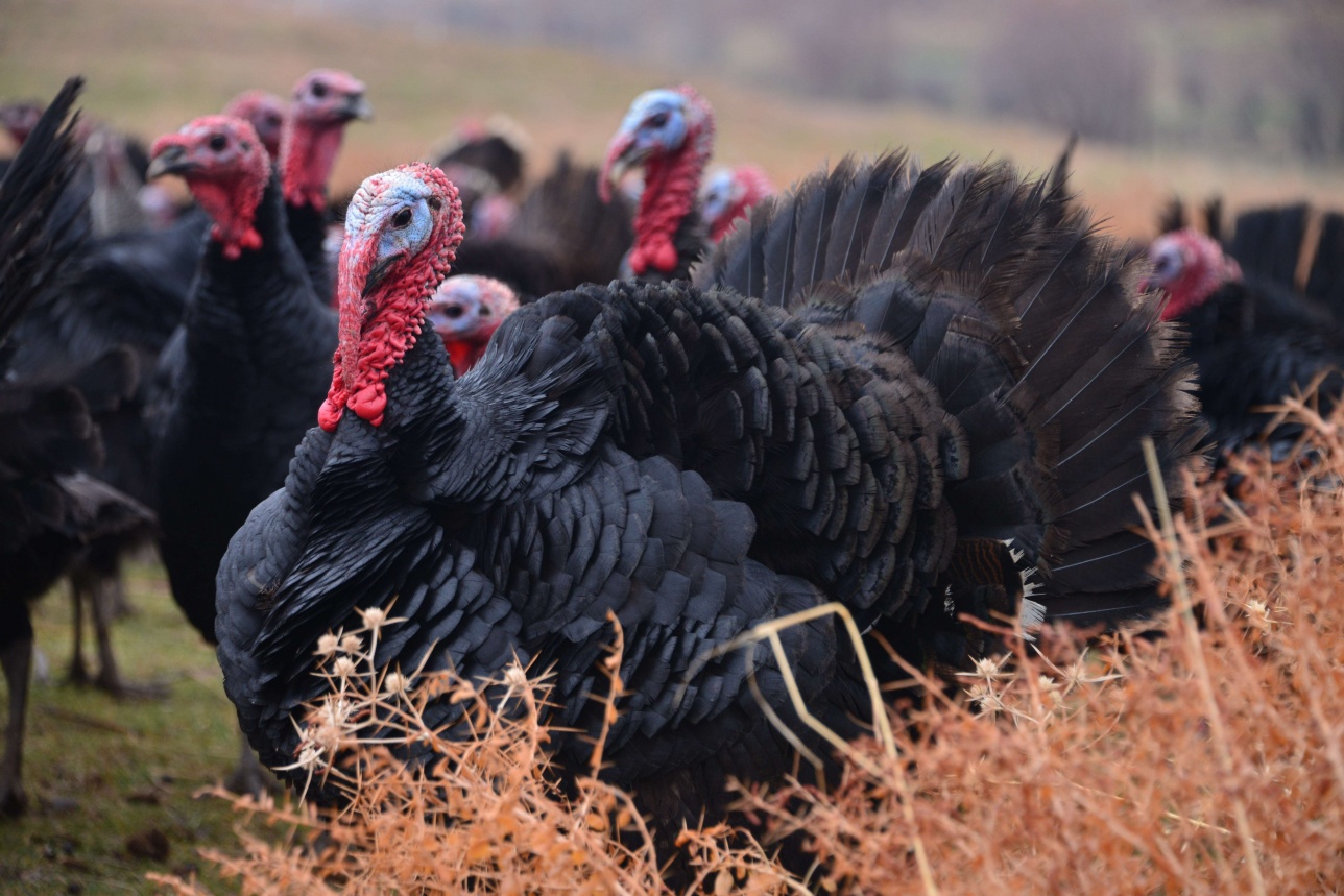 Kásipker Bekseıit Sársekbaev