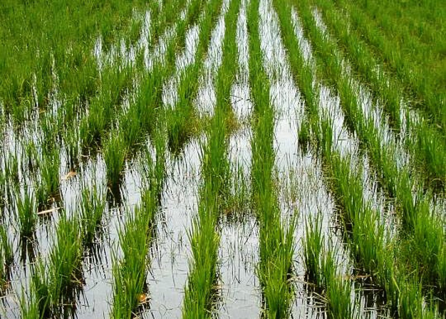 Qyzylorda oblysyndaǵy kásipkerler palatasynyń mamandary dıhandarǵa tegin keńes beredi