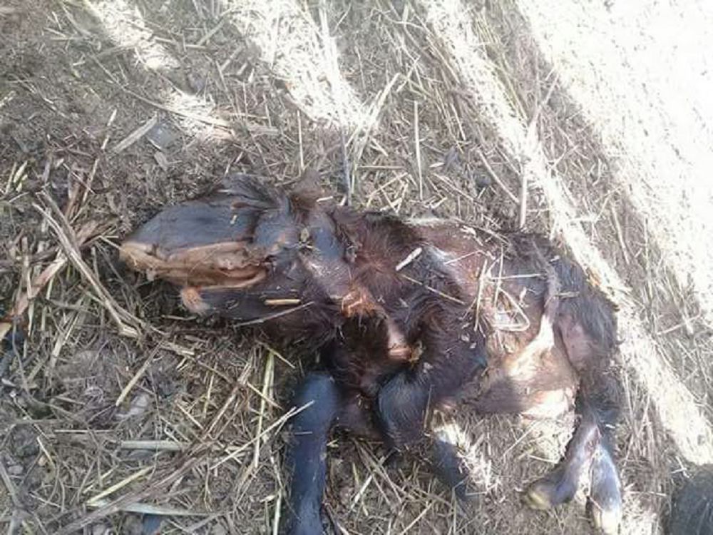 «Qaban» qozyǵa úrke qaraýdyń qajeti joq 