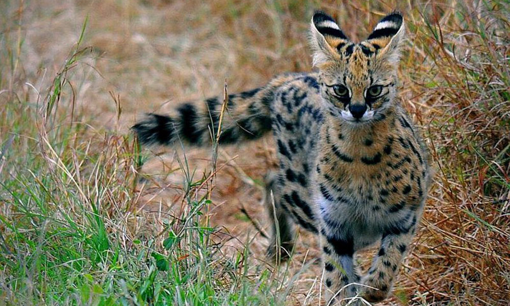 О́skemendegi zoobaqqa jabaıy mysyqtar ákelindi
