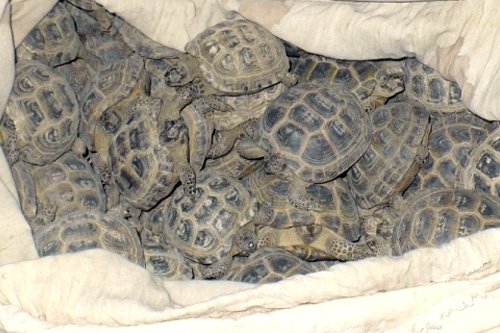  Qostanaı oblysynda 400 tasbaqany Reseıge alyp ketpek boldy