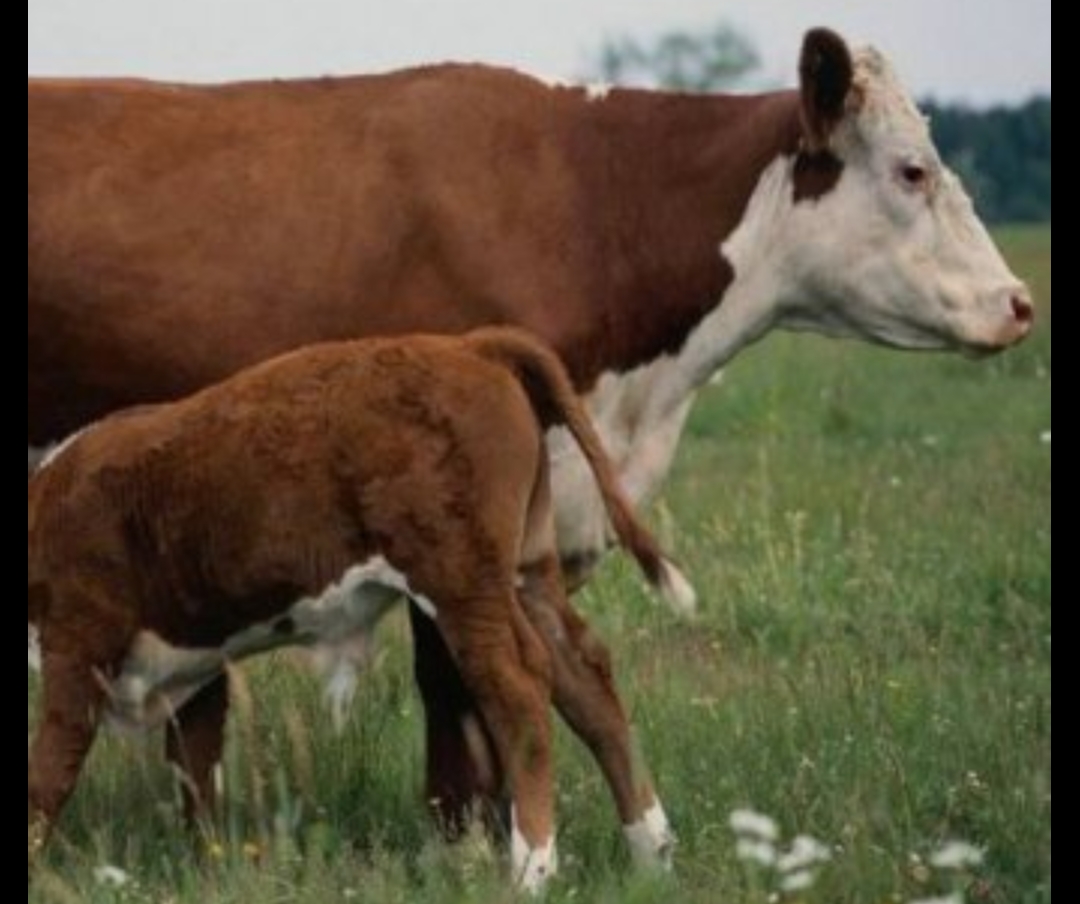 Qostanaı oblysynda 3 kúnniń ishinde 30 mal urlyǵy ashyldy