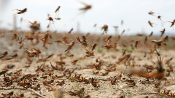 Shyǵynǵa batyrǵan shegirtke shyrǵalańy