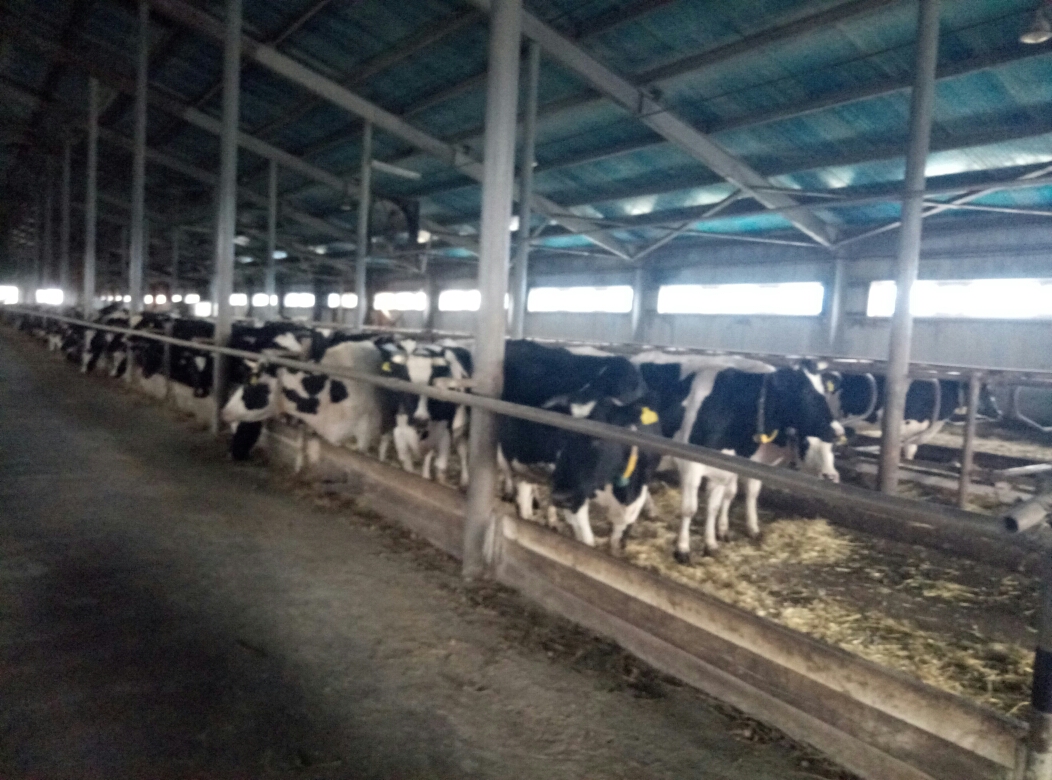 Qostanaıda «aqyldy sút fermasy» aptalyǵy ótip jatyr