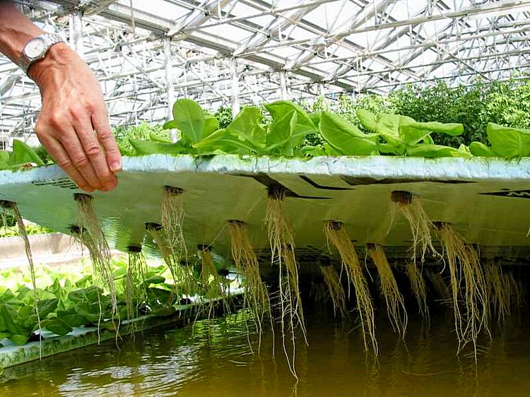  Qazaqstannyń agrarlyq ǵylymynyń damýyna arnalǵan baspasóz konferensııasy ótti