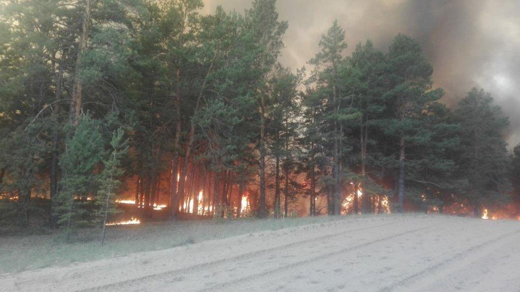 Semeıdegi Qyzylkardonda orman órti báseńsidi