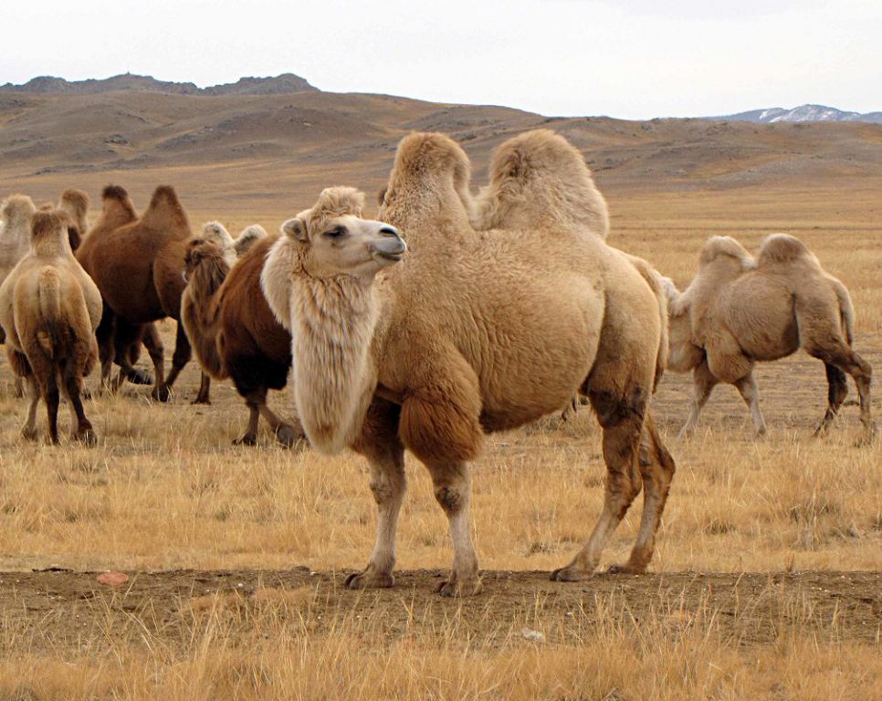 Kórshi eldiń Oısylqara tuqymyna qyzyǵýynyń syry nede?